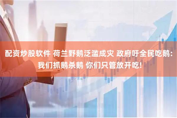 配资炒股软件 荷兰野鹅泛滥成灾 政府吁全民吃鹅: 我们抓鹅杀鹅 你们只管放开吃!